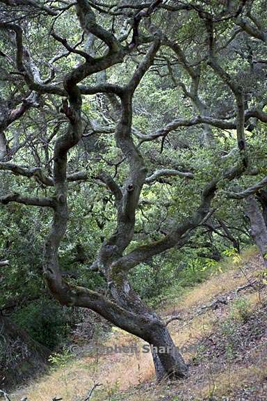 quercus agrifolia 2 graphic